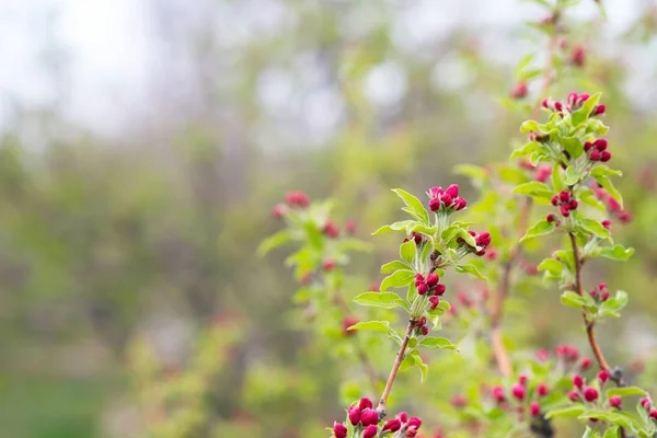 Våren Bakgrund Med Blommor Vacker Naturscen Med Blommande Träd Påsk — Stockfoto