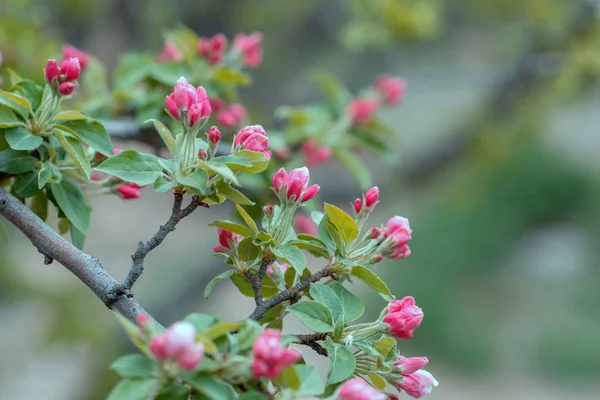 春の花を背景に 満開の木と美しい自然シーン イースターだ春の花 美しい果樹園要旨ぼやけた背景 — ストック写真