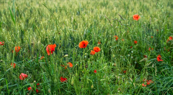 Vetefält Och Landskap Odlade Åkrar Landskap Landsbygden Frankrike Vårröd Vallmo — Stockfoto