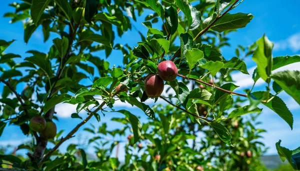 収穫の準備ができている果樹園で熟したリンゴの写真 朝の撮影 イタリアアルプスのサルカ渓谷にあるリンゴの果樹園 トレンティーノ アルト アディジェ イタリア ヨーロッパ — ストック写真