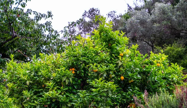 Limones Colgados Árbol Limonero — Foto de Stock