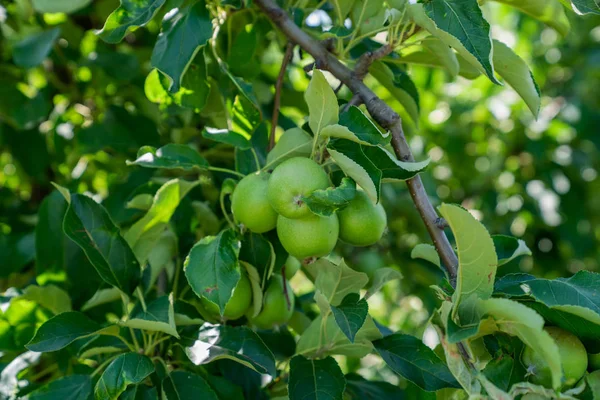 初夏にリンゴ園の木の枝にぶら下がっている有機緑のリンゴ — ストック写真