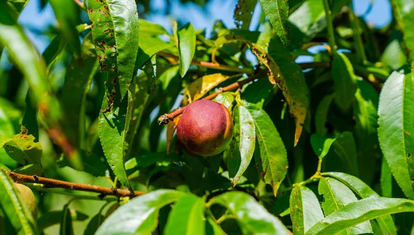 Ekologiska Persikor Som Hänger Trädgren Fruktträdgård Början Sommaren — Stockfoto