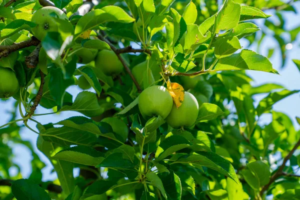 初夏にリンゴ園の木の枝にぶら下がっている有機緑のリンゴ — ストック写真