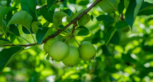 Organiczne Zielone Jabłka Wiszące Gałęzi Drzewa Sadzie Jabłoni Wczesnym Latem — Zdjęcie stockowe