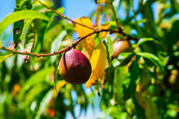 Organic Peaches Hanging Tree Branch Orchard Early Summer — ストック写真