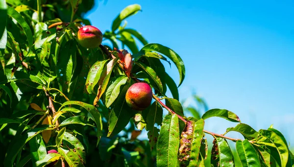 Organiczne Brzoskwinie Wiszące Gałęzi Drzewa Sadzie Wczesnym Latem — Zdjęcie stockowe