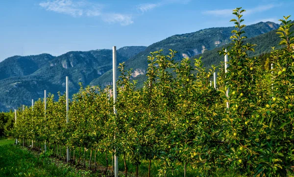 一排排的苹果树在山岗旁边结着红色的果实 意大利的苹果园 意大利南蒂罗尔的密集水果生产 — 图库照片