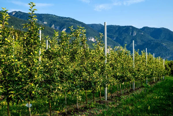 Huertos Manzanas Valle Del Sarca Los Alpes Italianos Trentino Alto — Foto de Stock