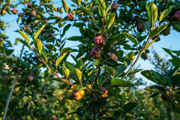 庭の明るい太陽の下でピンクの熟れたリンゴ 明るい赤いリンゴと太陽の光 りんご園の木の枝から吊るされた有機リンゴ — ストック写真