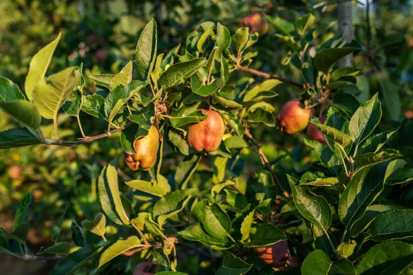 Imagem Uma Maçã Madura Pomar Pronta Para Colheita Tiro Matinal — Fotografia de Stock