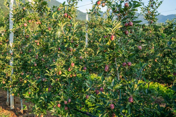 Imagen Una Manzana Madura Huerto Lista Para Cosechar Buen Tiro — Foto de Stock