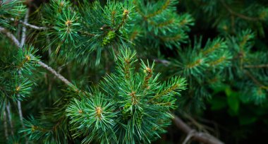 Köknar dallarının yeşil arka planı. Yeşil iğneli kozalaklı ağaç dalı. Metnin için boşluk ile görüntüle. Firavun ağacı dalları. Seçici odaklanma. Yumuşak köknar ağacı brunch 'ı.