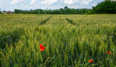 Buğday tarlası ve kırsal alan. Fransa kırsalında ekilmiş tarlalar.
