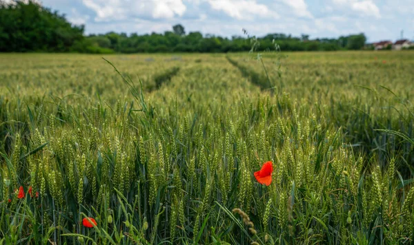 Campo Trigo Paisagem Rural Paisagem Campos Cultivados França Rural — Fotografia de Stock