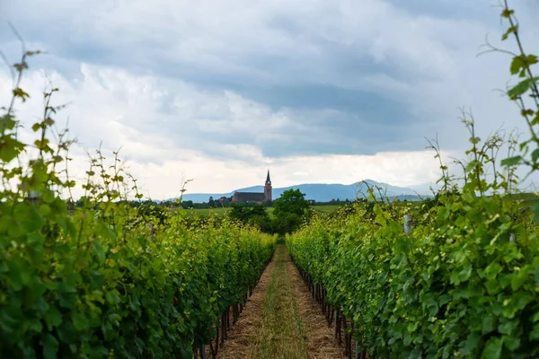 Nádherný Letní Výhled Vinice Kolem Wine Road Alsasku Východní Francie — Stock fotografie