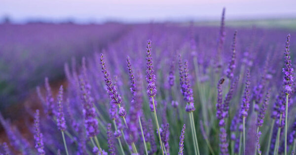 Panorama field lavender morning summer blur background. Spring lavender background. Flower background. Shallow depth of field. Vintage tone filter effect with noise and grain.