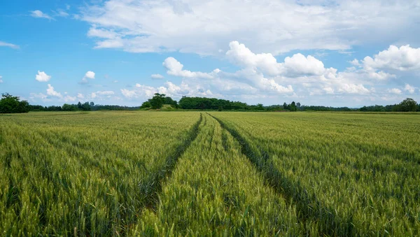 麦田和乡村风景 法国农村耕地景观 一条土路的春小麦田 — 图库照片