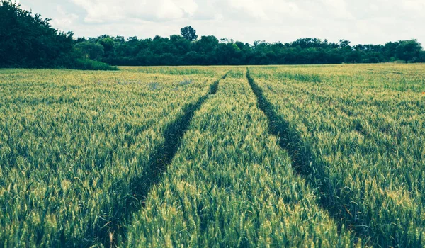 麦田和乡村风景 法国农村耕地景观 一条土路的春小麦田 — 图库照片