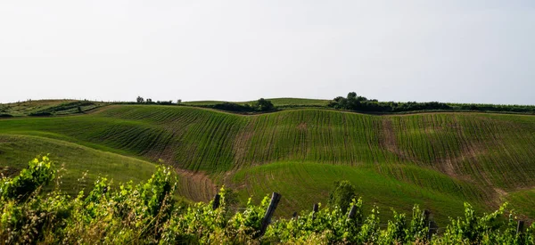 Hermosa Vista Toscana Italia Paisaje Rural Colinas Prados Campo Campos —  Fotos de Stock