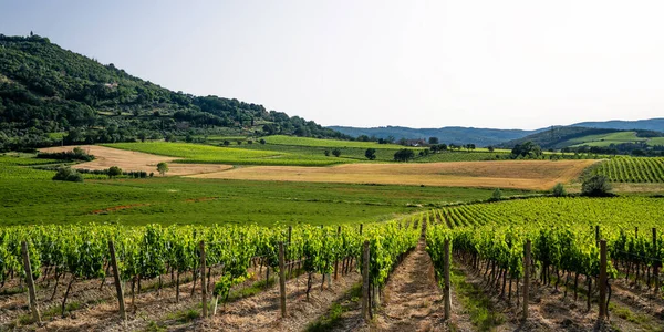 Tradiční Krajina Krajiny Krásného Toskánska Pole Zlatých Barvách Vinicích Cypřiších — Stock fotografie