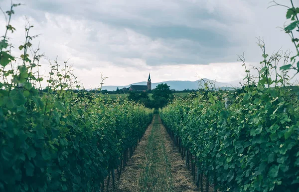 Espetacular Vista Verão Das Vinhas Torno Estrada Vinho Alsácia Leste — Fotografia de Stock