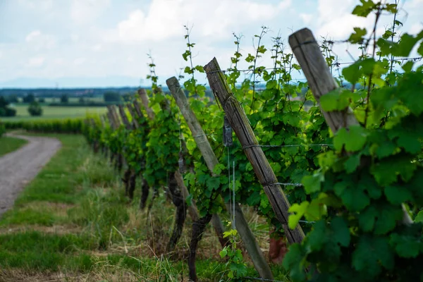 Champagne Regionen Frankrike Vacker Utsikt Vingårdar Vackert Landskap Molnig Dag — Stockfoto