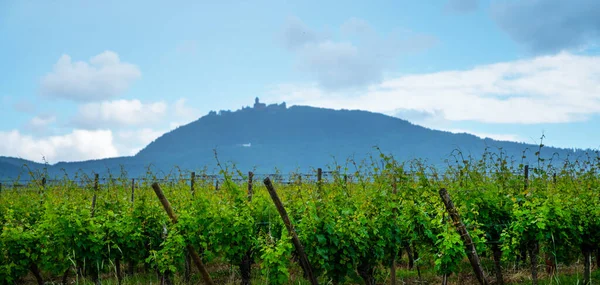 Oblast Šampaňského Francii Krásný Výhled Vinice Krásná Krajina Oblačném Dni — Stock fotografie