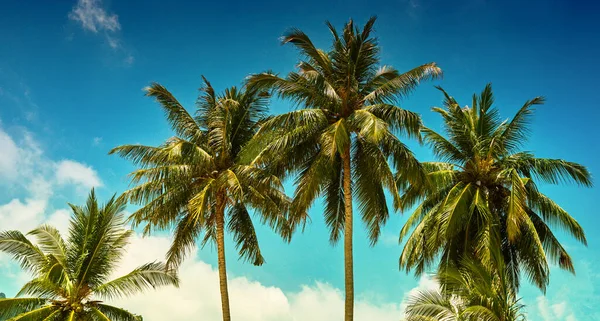Ein Blick Nach Oben Und Saftig Grüne Palmenwedel Und Strahlend — Stockfoto