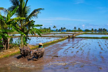 Su verilmiş pirinç terasları. Pirinç tarlalarında çalışan çiftçi..