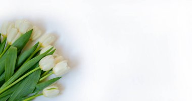 Bahar çiçekleri afişi. Beyaz arka planda bir demet beyaz lale çiçeği. Mutlu Paskalyalar. Düz yatış, üst görünüm.