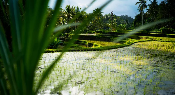 世界遗产 浇水的稻田 印度尼西亚巴厘美丽的稻田 — 图库照片