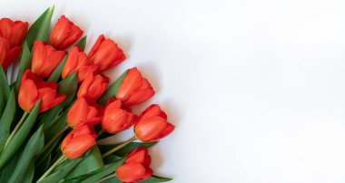 Beyaz arka planda pembe laleler. Paskalya ve bahar tebrik kartı.