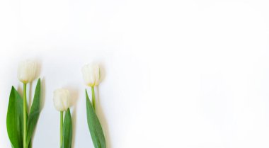 Bahar çiçekleri afişi. Beyaz arka planda beyaz lale çiçekleri. Mutlu Paskalyalar. Düz yatış, üst görünüm.