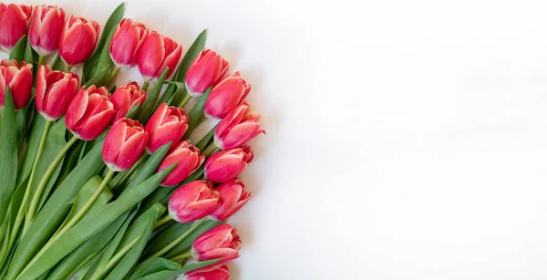 Różowe Tulipany Białym Tle Wielkanoc Wiosenna Kartka Okolicznościowa — Zdjęcie stockowe