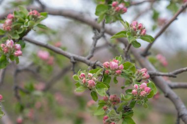 Bahar çiçeği arka planı. Çiçek açan ağaçla güzel bir doğa sahnesi. Bahar çiçekleri. Güzel meyve bahçesi. Bulanık arkaplan. İlkbahar.