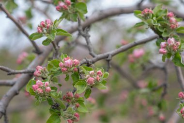 Bahar çiçeği arka planı. Çiçek açan ağaçla güzel bir doğa sahnesi. Bahar çiçekleri. Güzel meyve bahçesi. Bulanık arkaplan. İlkbahar.