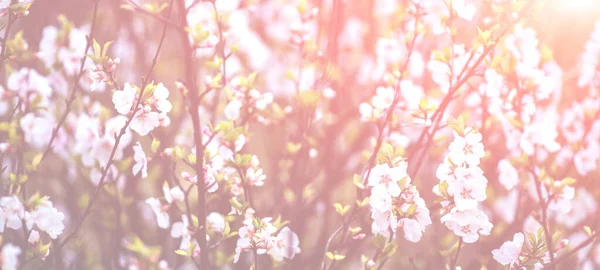 Frühling Hintergrund Mit Blüte Schöne Naturlandschaft Mit Blühendem Baum Ostern — Stockfoto