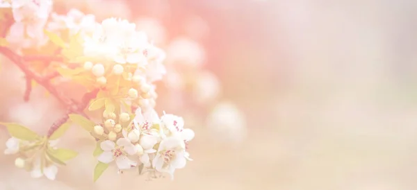 Frühling Hintergrund Mit Blüte Schöne Naturlandschaft Mit Blühendem Baum Ostern — Stockfoto
