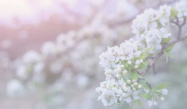 春の花を背景に 満開の木と美しい自然シーン イースターだ春の花 美しい果樹園要旨ぼやけた背景 — ストック写真