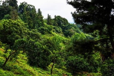 Okyanusa bakan taze yeşil bitkileri olan güzel bir tropikal bahçe. Tropik botanik bahçesi.