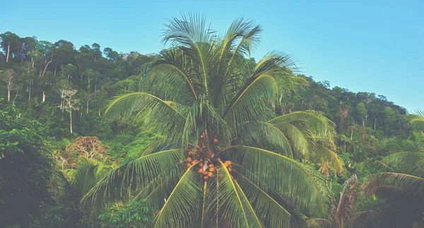 Fresh coconut on the tree, coconut cluster on coconut tree. Coconut cluster on tree of sea sky bright atmosphere.