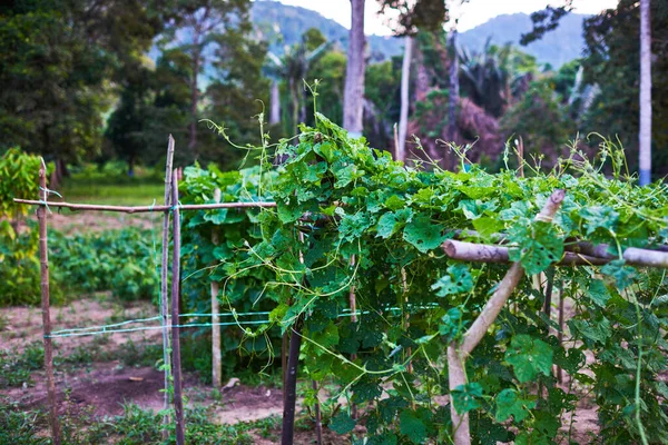 Una Vista Una Plantación Verduras Verdes Granja Cultivo Vegetal Ecológico — Foto de Stock