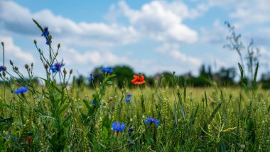 Buğday tarlası ve kırsal alan. Fransa kırsalında ekilmiş tarlalar. Toprak yolu olan bahar buğday tarlası.