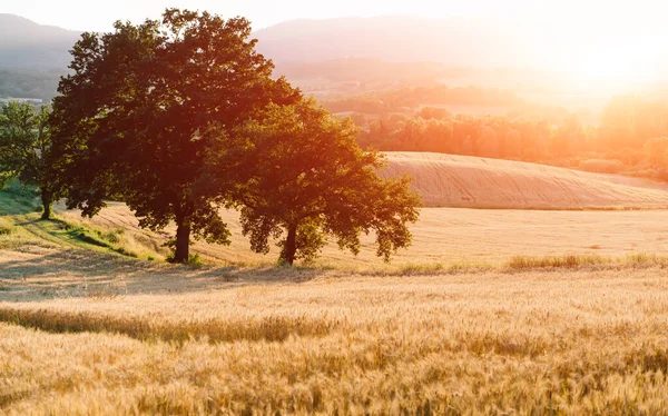 Σιτάρι Αυτιά Χρυσού Σιταριού Όμορφο Τοπίο Ηλιοβασίλεμα Της Φύσης Αγροτικό — Φωτογραφία Αρχείου