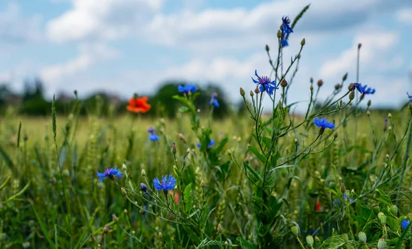 Weizenfeld Und Landschaft Kulturlandschaft Ländlichen Frankreich Frühlingsweizenfeld Mit Feldweg — Stockfoto