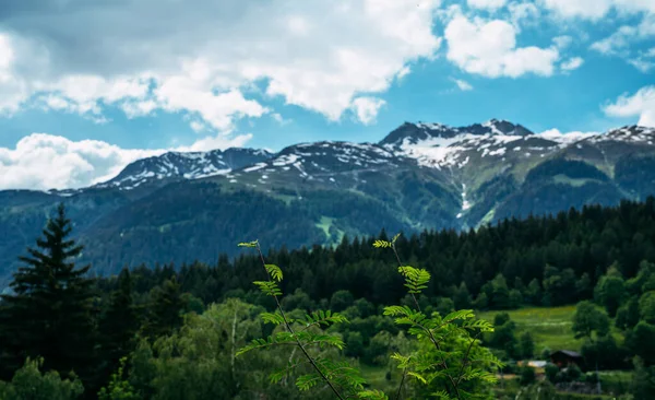 瑞士山上高山草甸的美丽景色 山坡上的牧场 草地和白雪覆盖的山脉 — 图库照片