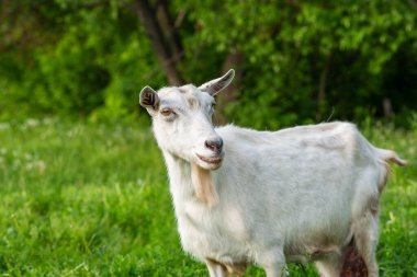 Beyaz keçi doğası yeşil çimen tarımı.