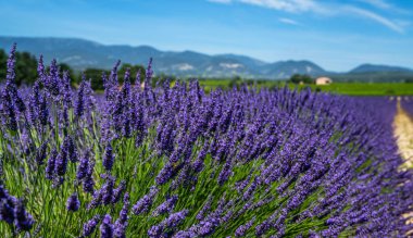 Panorama sahası lavanta rengi yaz arkaplanı. Yüzeyin derinliği. Fransa 'ya git. Koyu mavi gökyüzü. Güney Fransa manzarası için harika bir manzara. Gordes, Vaucluse, Provence, Fransa, Avrupa.