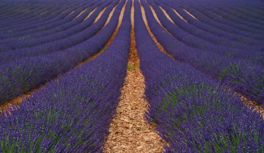 Lavanta tarlası, güneş ışığı, Provence, Plato Valensole. Lavanta tarlasının güzel bir görüntüsü. Ufukta çizgiler, doğal arkaplan görüntüsü. Yaz tatilleri seyahat arkaplanı.